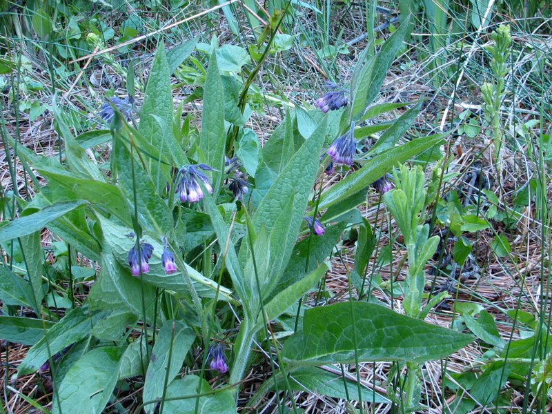 2009 Marais de la Voise 16